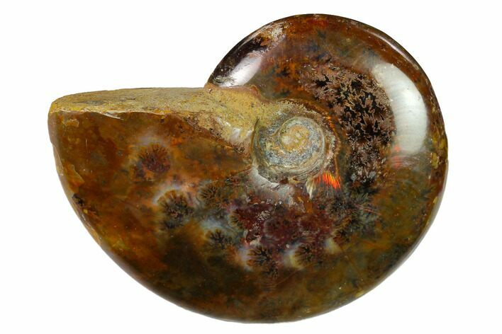 Red Flash Ammonite Fossil - Madagascar #151734